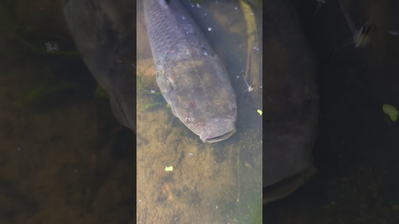 দেখুন রাতে বিলে বড় রুই মাছ কিভাবে থাকে।। catching fish #shorts