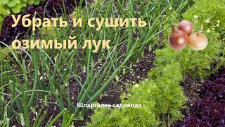 Уборка озимого лука