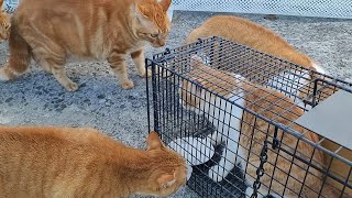 I finally caught a stray cat. Our cats react very strongly