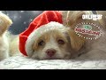 올 한해 습관적 '좋아요' 눌러주신 애니멀봐 구독자님덜 선물 도착여 l Christmas Miracle Happens To Stray Dogs