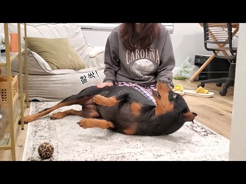 콜라의 찰진 <strong>엉덩이</strong> 소리 <strong>모음</strong> (*중독성 주의)