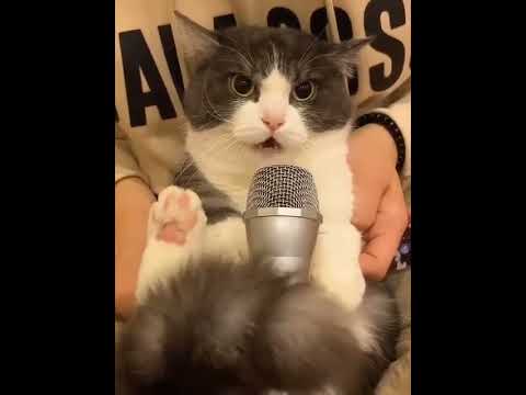 кот поет песню