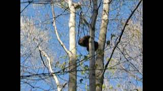 Groundhog Up A Tree