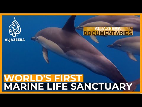 Women Make Science: Greece's Dolphin Sanctuary | Featured Documentary