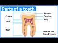 Parts of a tooth   tooth anatomy  function  easy science lesson