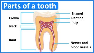 Parts of a tooth 🦷 | Tooth anatomy & function | Easy science lesson