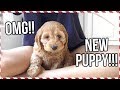 FLYING HOME TO GET MY NEW PUPPY!! | Vlogmas Day 15