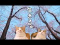 【100日後はもしぬこ】「100日後に死ぬワニ」&times; いきものがかり「生きる」カバー