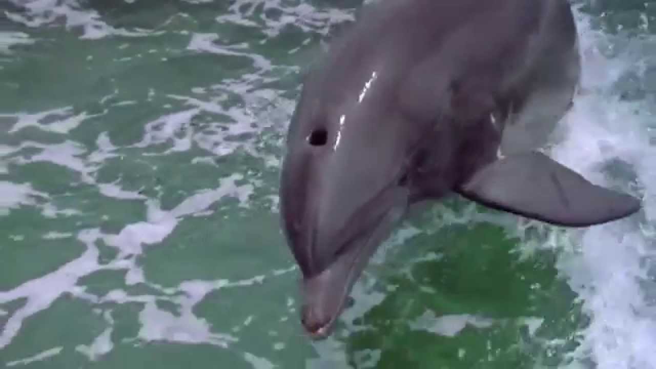 Strange Fruit - The Dolphin Leap (Visual Audio)