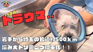 噛み犬トリミングに過去１の遠方から初来店のウエスティー！