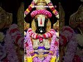 🌺  ஸ்ரீ வெங்கடேசாய நமஃ  🌺 #tirumala #tirupatibalaji #govinda #balaji #venkateswara #shorts #ytshorts