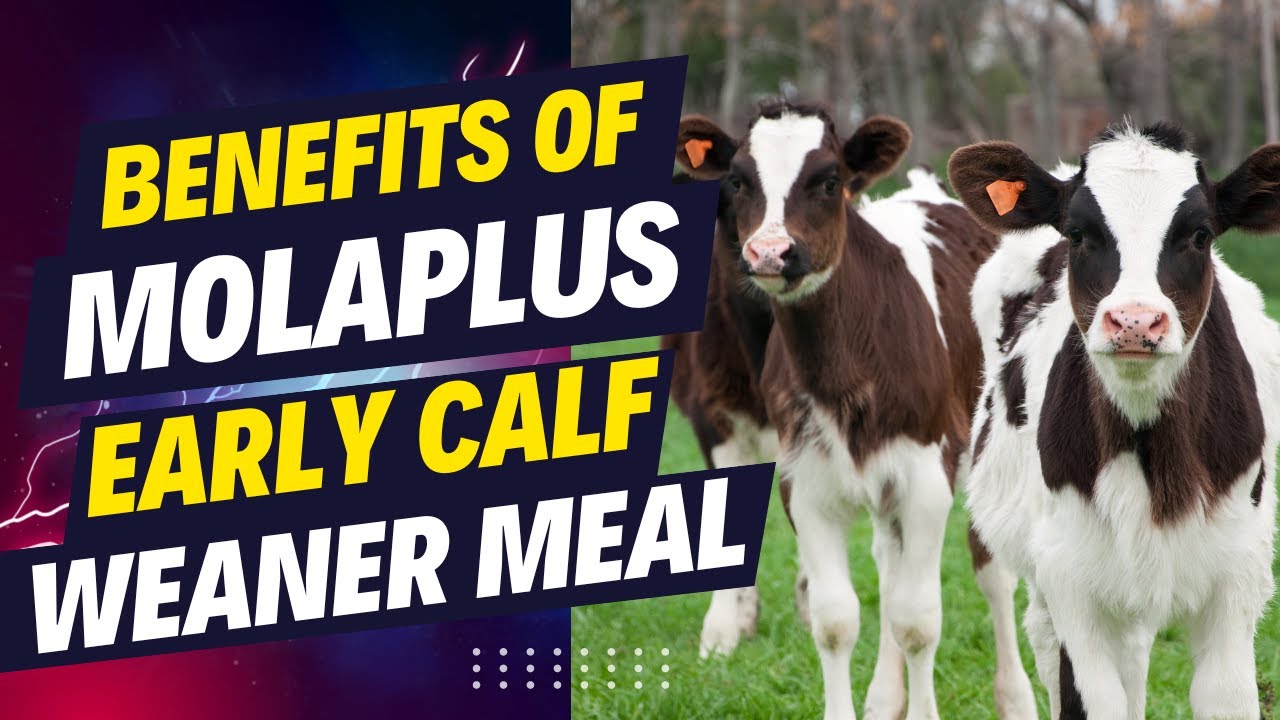 Learn About The MolaPlus Calf Weaner Meal and It's Benefits YouTube