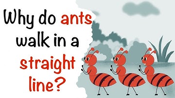 Why do ants walk in a straight line?