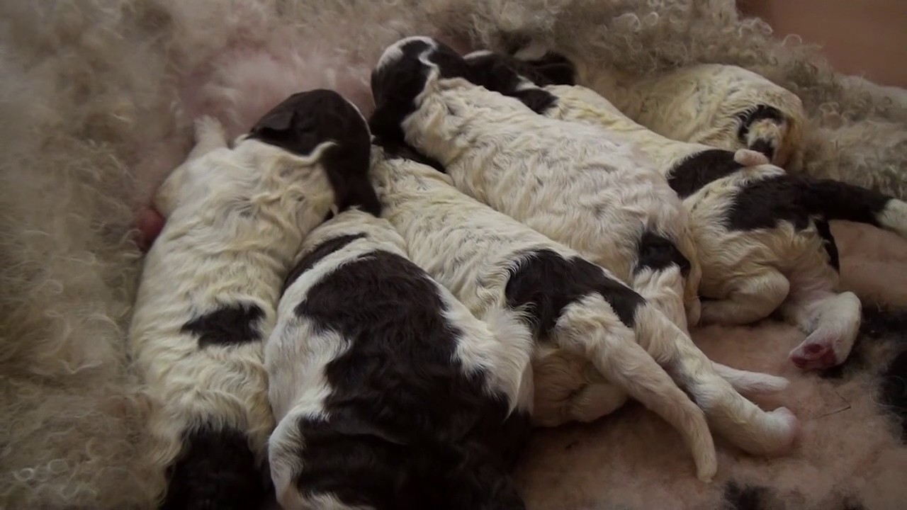 Lagotto Romagnolo 3 Days After Birth Lagotto Romagnolo 3