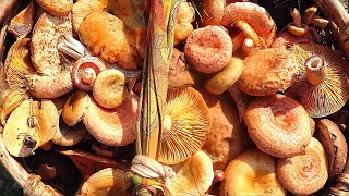 видео: НАШЕСТВИЕ РЫЖИКОВ! ЭТО МЕЧТА! Рыжики с чистотой 95% - ТАКОЕ БЫВАЕТ! БЕЛЫЕ ГРУЗДИ БОНУСОМ! ГРИБЫ 2021 картинка: НАШЕСТВИЕ РЫЖИКОВ! ЭТО МЕЧТА! Рыжики с чистотой 95% - ТАКОЕ БЫВАЕТ! БЕЛЫЕ ГРУЗДИ БОНУСОМ! ГРИБЫ 2021