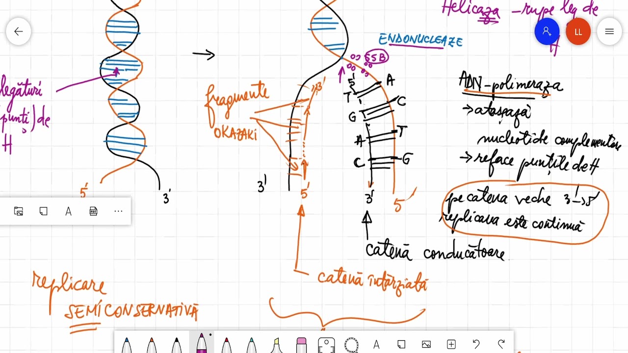 Replicare ADN - informații suplimentare pentru  olimpiadă