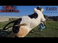 Talha Cattle Farm Teaser - Fateh Jang Bulls 2025 - Season 2025 JNTV - Bakraeid 2025