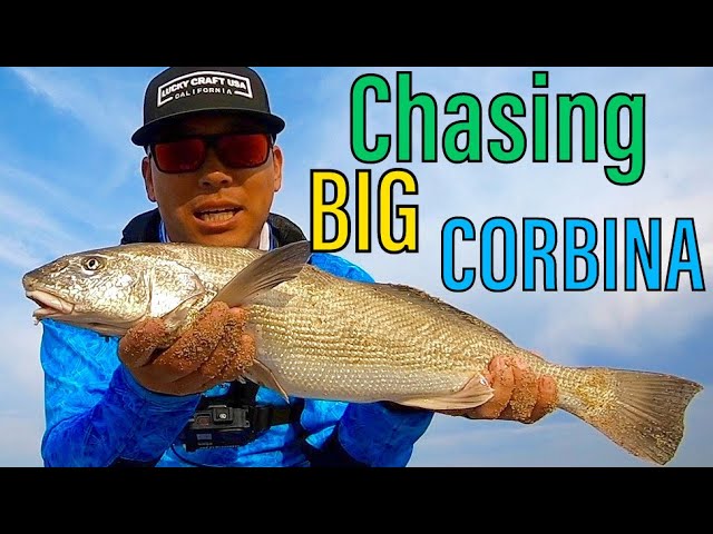 4 Tips for Sight Fishing Corbina in SoCal Surf [Personal Best!] 