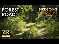 4kr forest road  10h no loop birdsong  birds singing in woods  realtime relaxing nature sounds