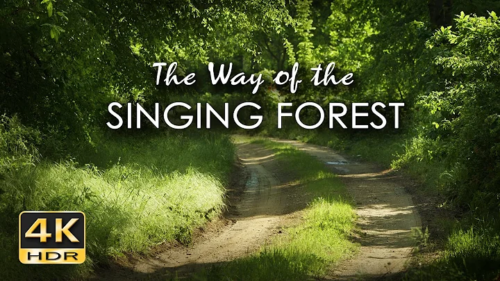 The Way of the Singing Forest  - 10h Relaxing Birdsong - NO LOOP - Birds Singing in Woods - 4K HDR