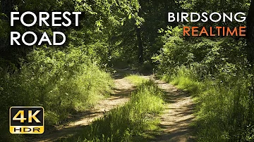 4K HDR Forest Road - 10h NO LOOP Birdsong - Birds Singing in Woods - REALTIME Relaxing Nature Sounds