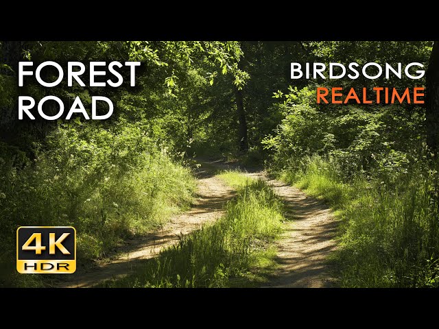 4K HDR Forest Road - 10h NO LOOP Birdsong - Birds Singing in Woods - REALTIME Relaxing Nature Sounds class=