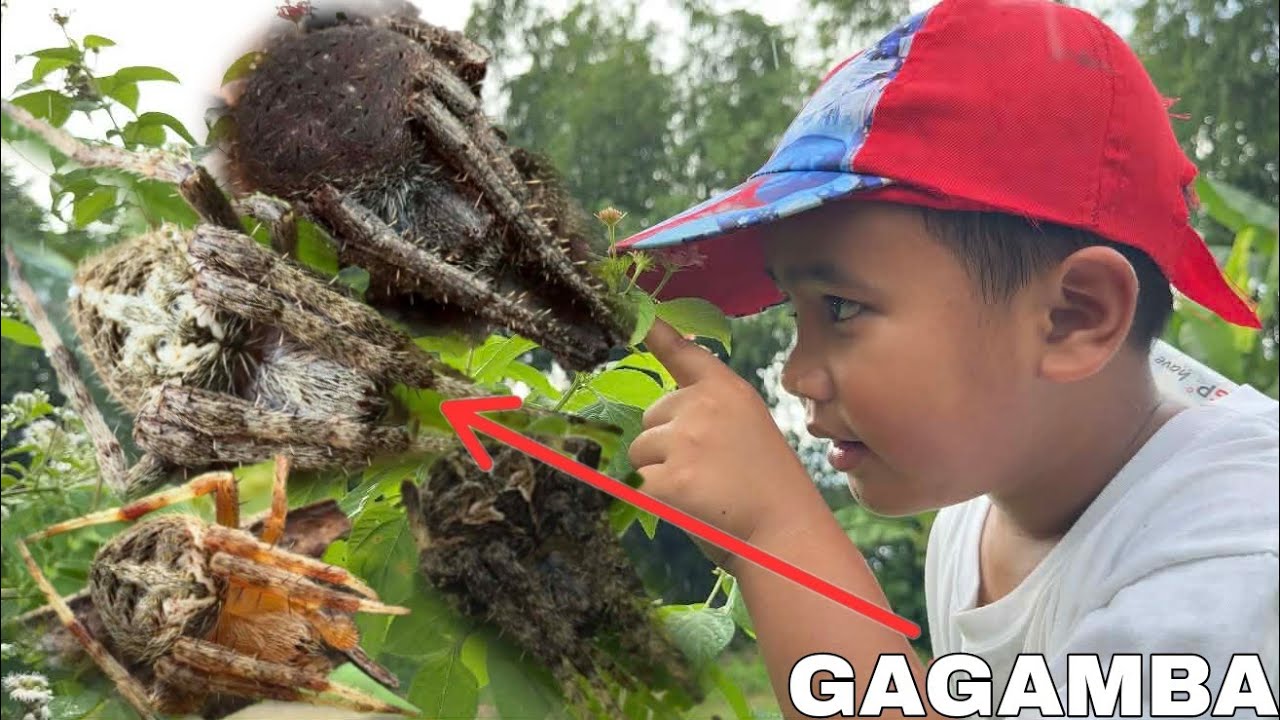 NAABOTAN KAMI NG ULAN SA PAG HAHANAP NG GAGAMBA, SOLID GAGAMBA ADVENTURE