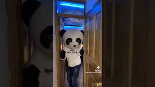 Adiós Yolo aventuras Adiós panda
