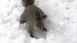 Две белки покружились и разбежались - Two squirrels circled and ran away - 兩隻松鼠繞了一圈就跑了