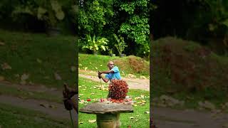 You’ve NEVER Seen Funny Like This (Slow Mo Madness 😂)