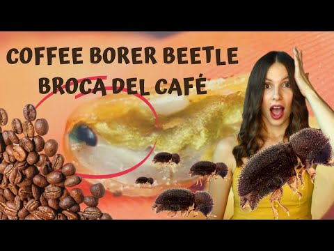 Video: Bean Borer Control - Come trattare le trivellatrici nei fagioli