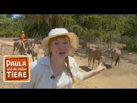 Video: Werfen Antilopen ihre Hörner ab?