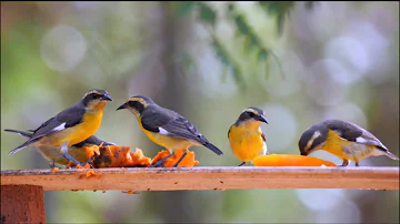 Bananaquits