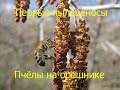 Первый пыльценос  Лещина Пчёлы на орешнике