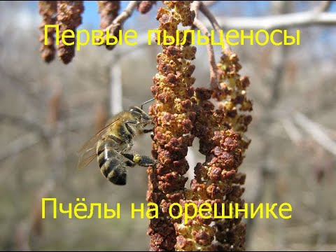Первый пыльценос Лещина