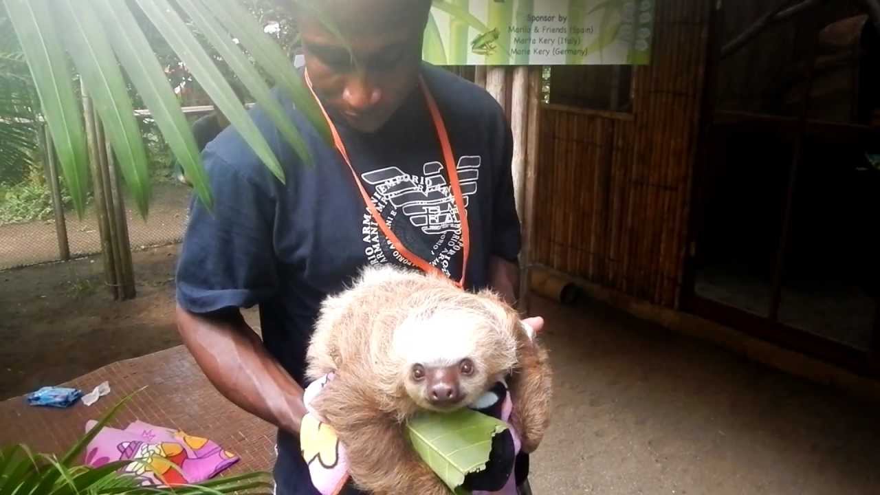 Sloth Baby at The Jaguar Rescue Center - YouTube