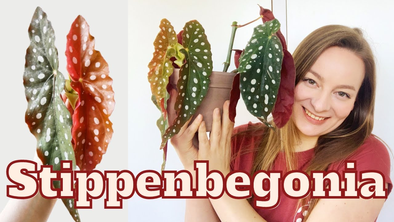 Alles Over De STIPPENBEGONIA - Verzorging en Stekken