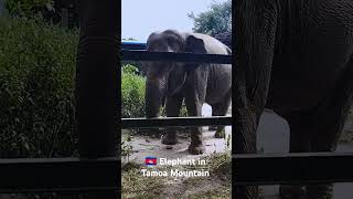 🇰🇭 Elephant in Tamoa Mountain #abcnews