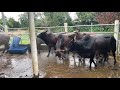 Lembu jantan korban 2021