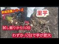 【里芋】外葉が枯れ出すと芋が肥大【家庭菜園シリーズ】