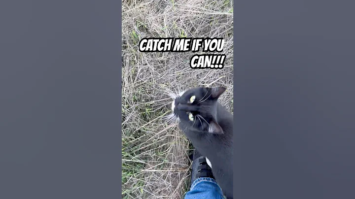 You Won't Believe the SECRET Life of TUXEDO Cats!