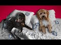 2 Dogs, 1 Bed, And a lot of Pokémon Cards