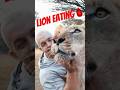 Would you sit next to an eating lion?🦁😳
