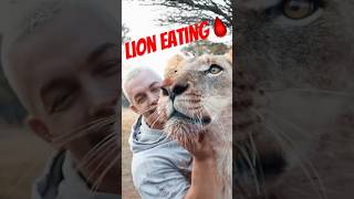 Would you sit next to an eating lion?🦁😳