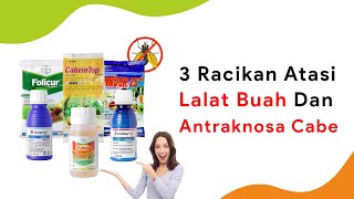 3 Racikan Atasi Busuk Buah Cabe Akibat Lalat Buah dan Antraknosa Musim Hujan