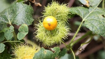 Những Công Dụng Của Cây Nhãn Lồng Để Chửa Bệnh Và Đem Đến Lợi Ích Sức Khỏe Con Người .