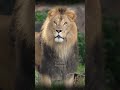 ライオン🦁レグルス4歳の誕生日🎉 東山動植物園 #shorts