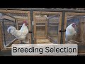 2026 Breeding Goals Male Selection
