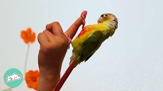 Cheeky Parrot Is Always Screaming For Attention | Cuddle Buddies