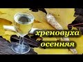 Рецепт хреновухи осенней от Алкофана